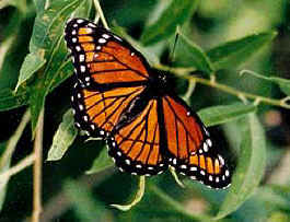 Viceroy butterfly