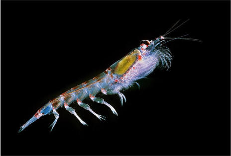 krill