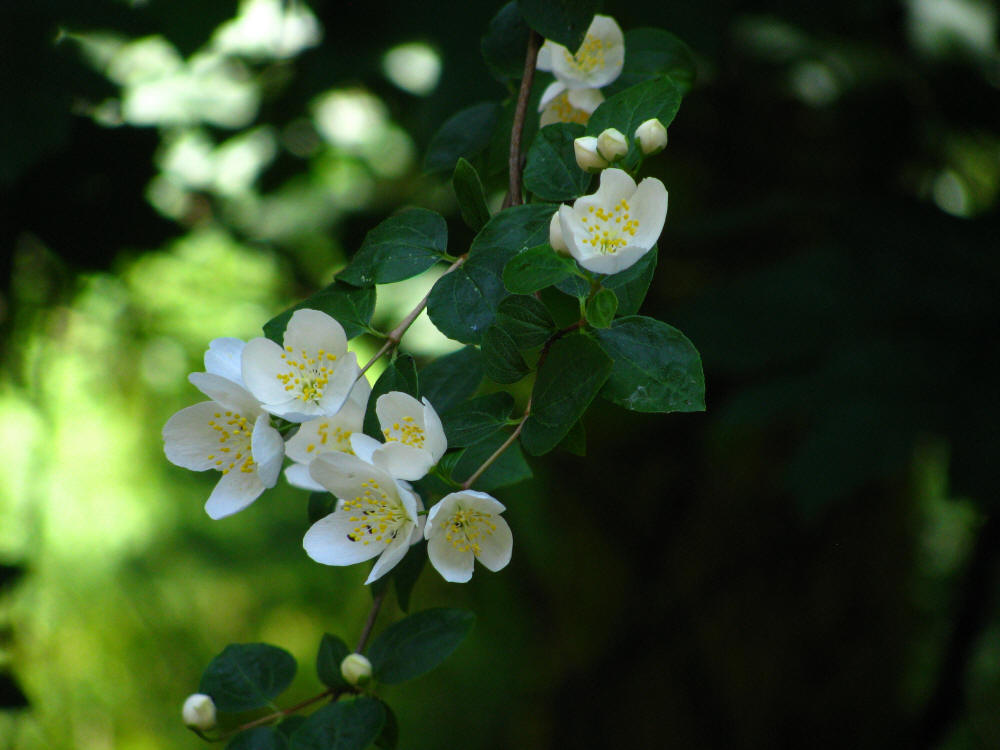 pacific dogwood - BC provincial flower