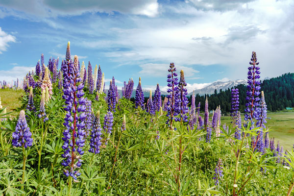 View of a Lavender Field
