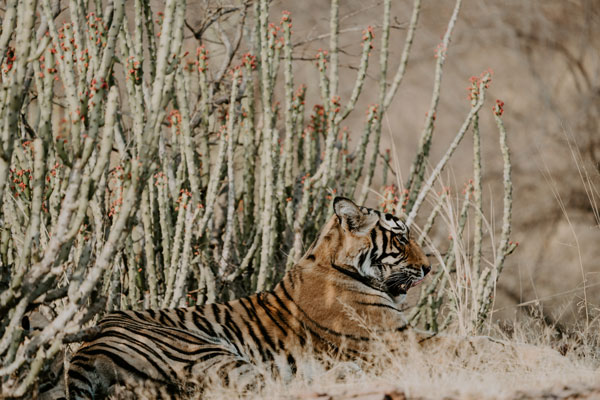 Tiger lying in long grass
