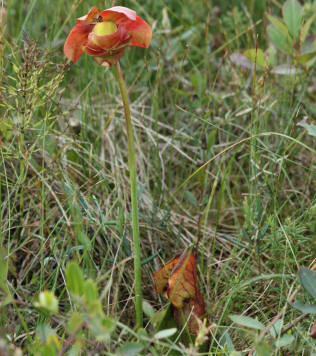 pitcher plant