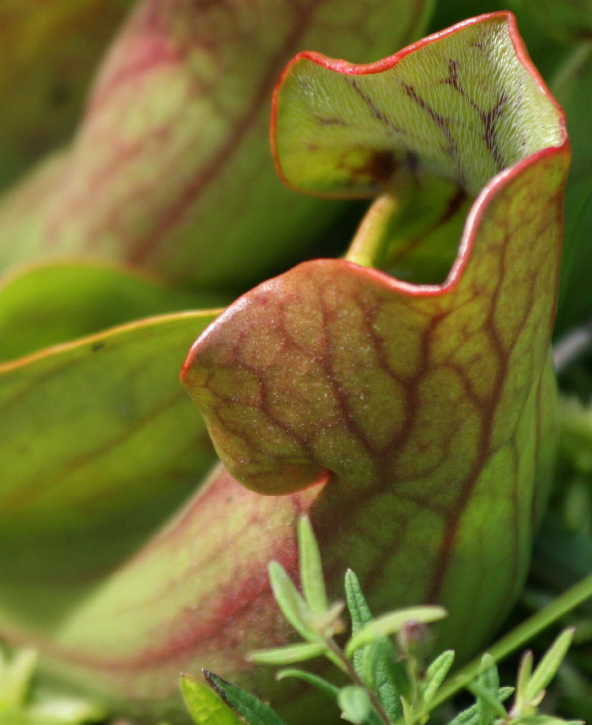 pitcher plant photo