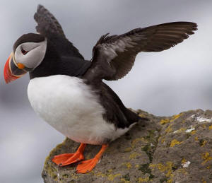atlantic puffin - from wikipedia commons