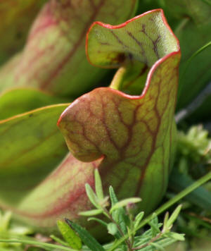 pitcher plant