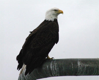 Bald Eagle - photo by Leanne Guenther