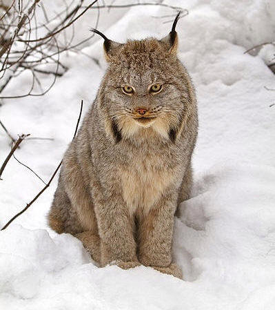 Source:  wikipedia - photo by Michael Zahra