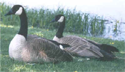 Canada Geese - photo by Leanne Guenther