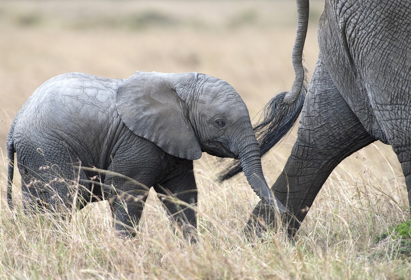 Baby Elephant Walk