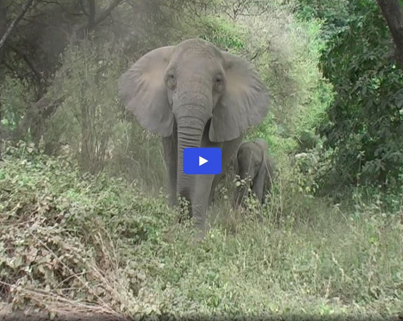 A Bit Close to Elephants