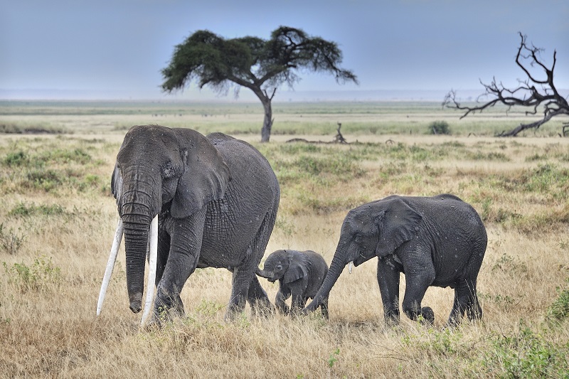 Elephants in Amboseli National Park, Kenya