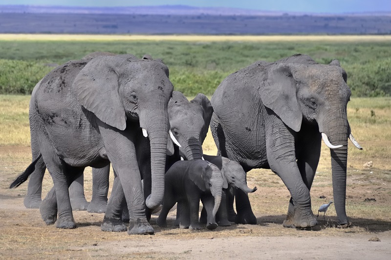 Elephants on the Move