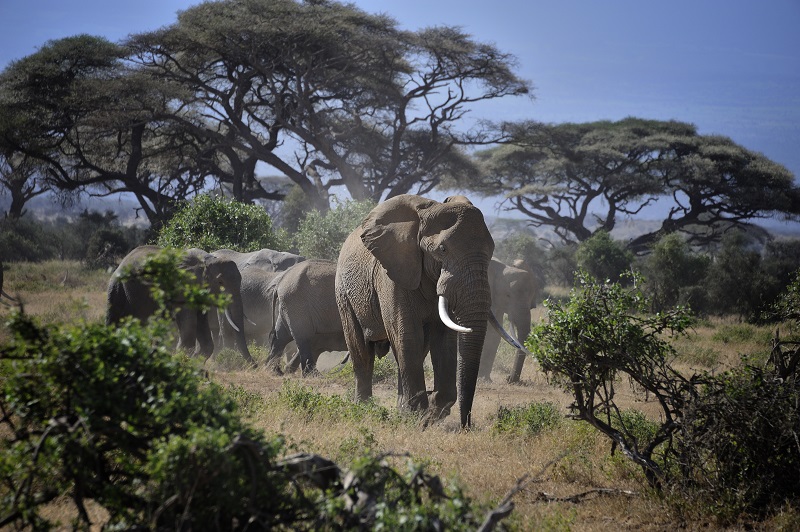 Elephants in Amboseli National Park