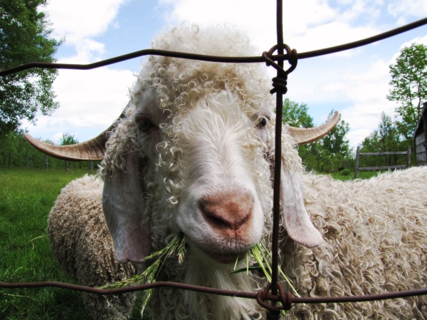 Hungry and happy angora goat
