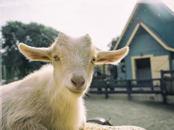 Pygmy goat smile