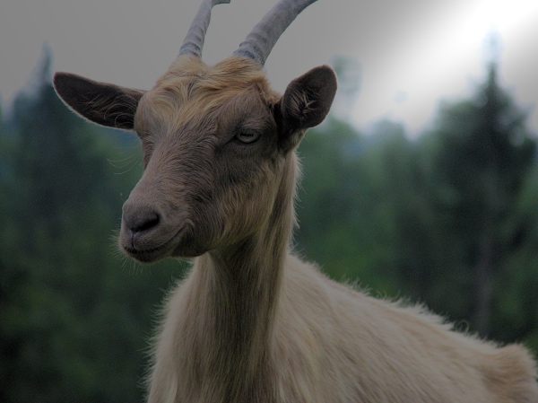 Goat smile