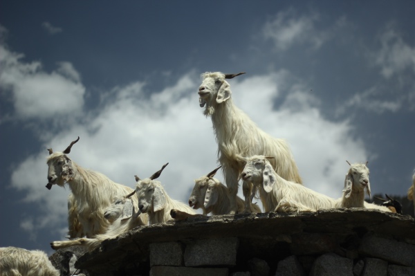 Mountain goat peering