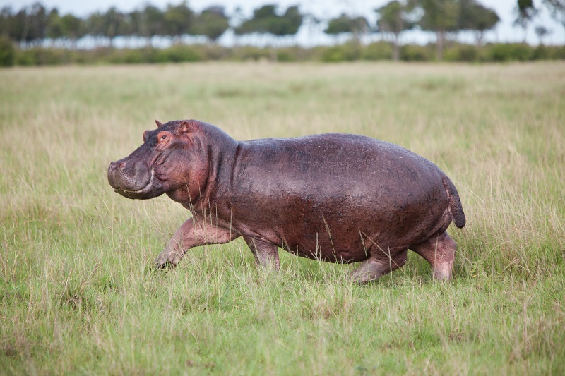 Dainty Hippo