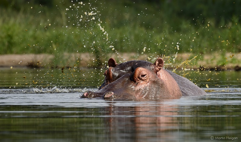Hippo