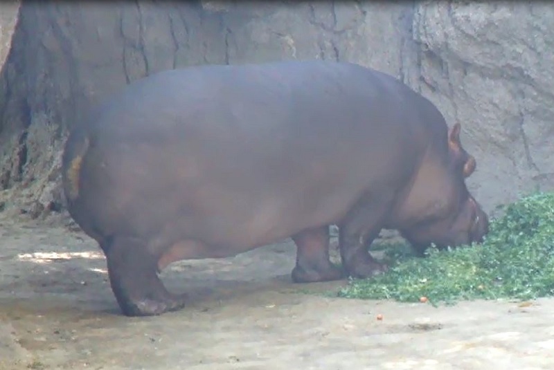 Hippo Eating Grass
