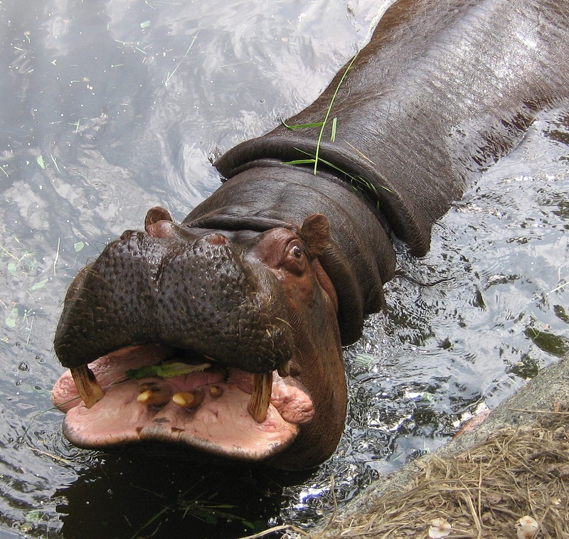 Hippo Mouth