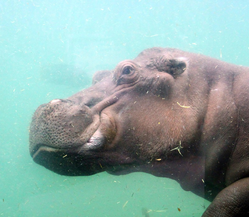 Hippo Swim