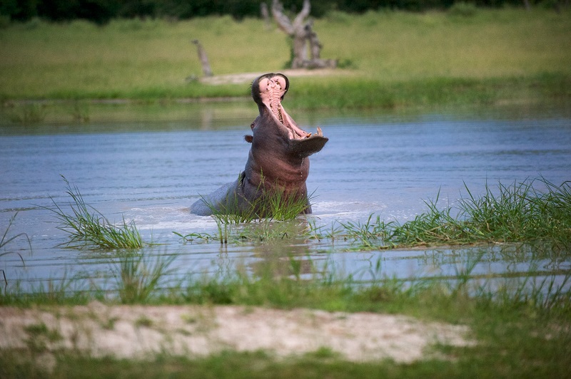 Hippo Yawn