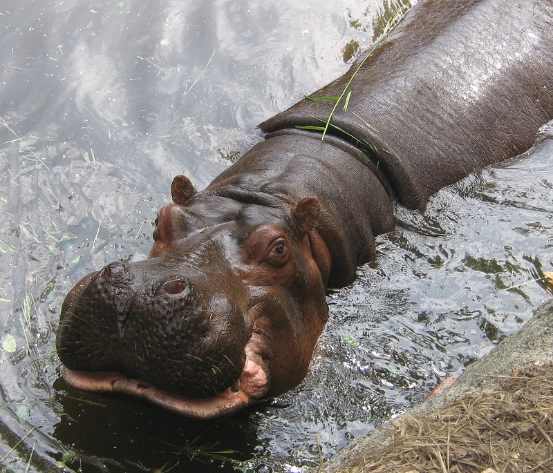 Hippo