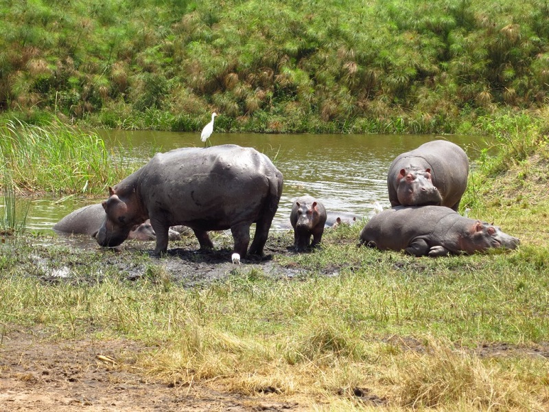 Hippos Chilling