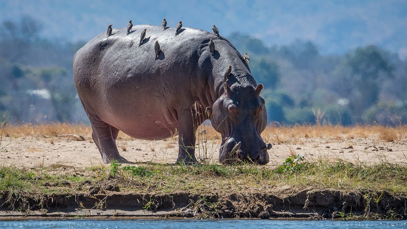 Hippo, Zambezi River, Zimbabwe