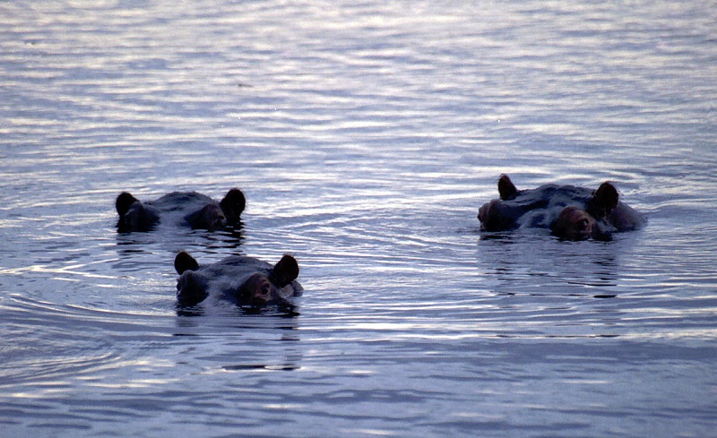 Hippos