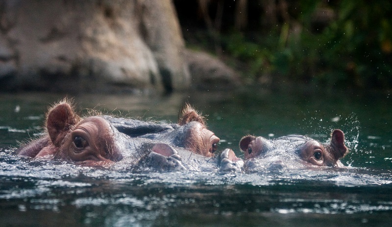 Mom and baby hippo floating together.