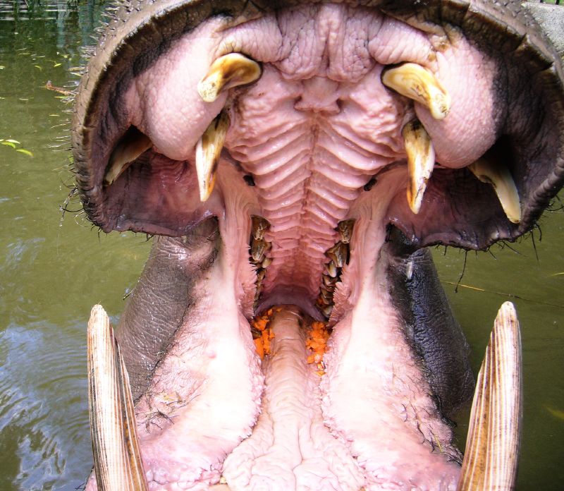 Straight from a Hippo’s mouth