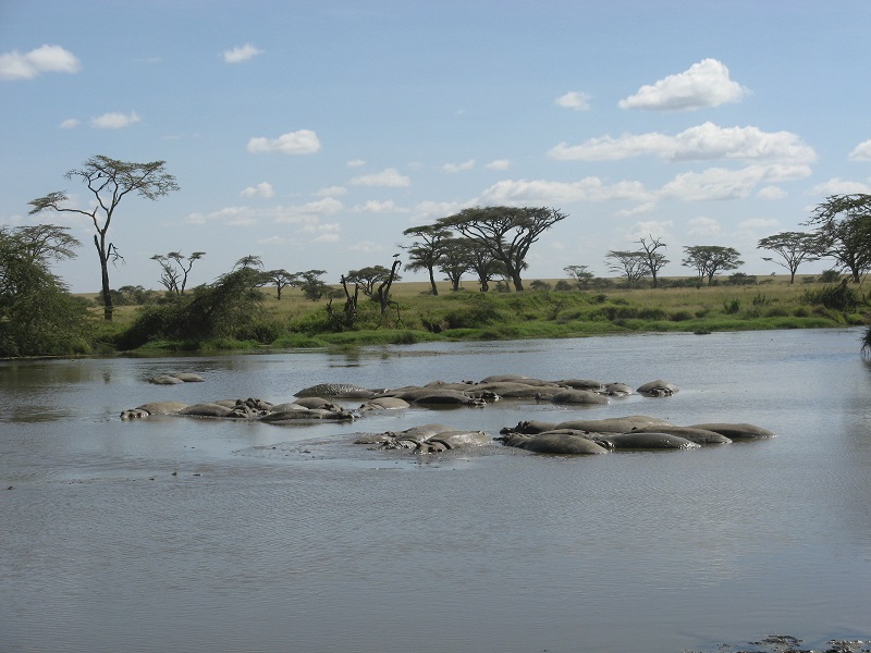 Tanzanian Safari