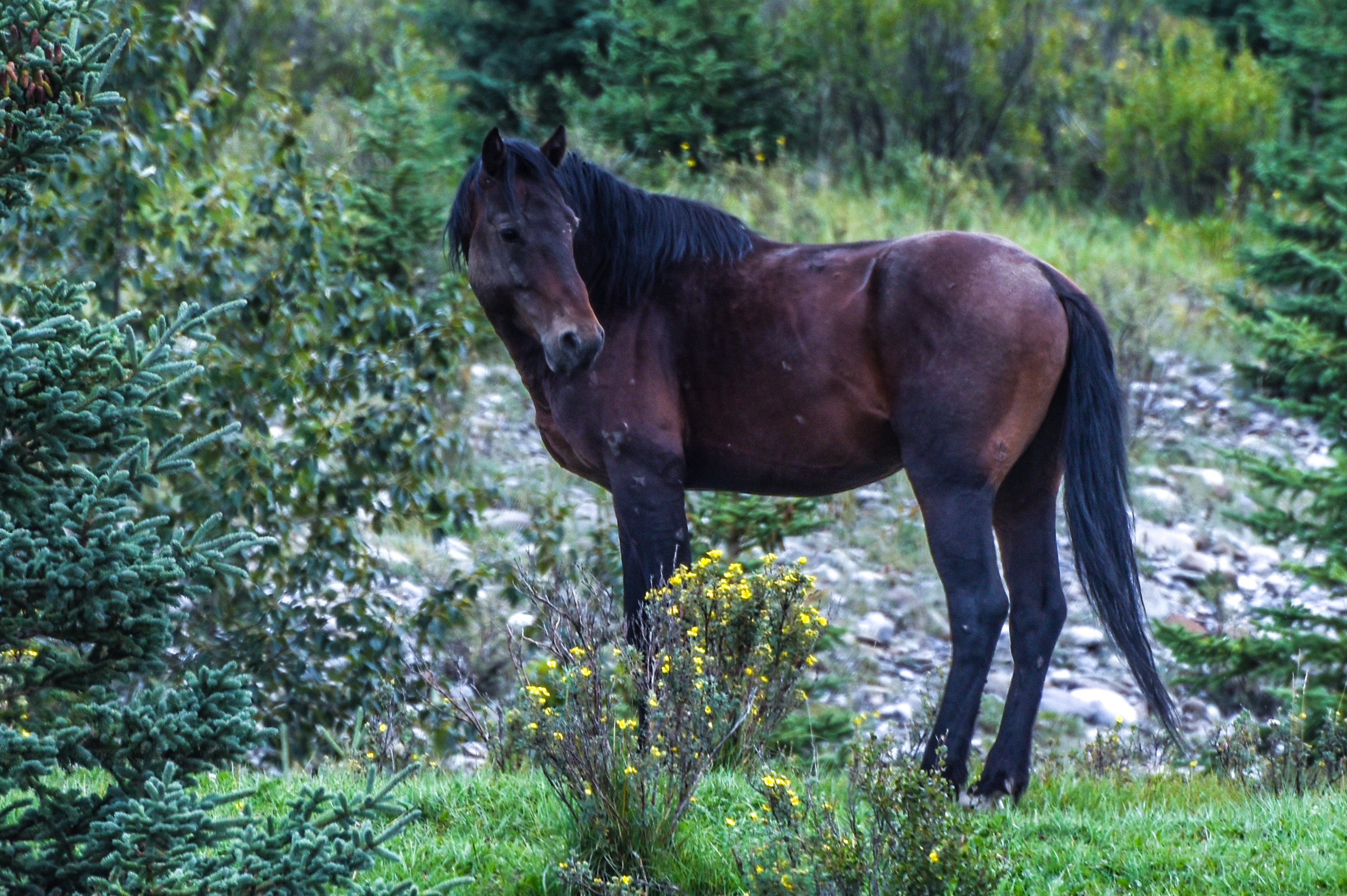 Horse craning neck to see