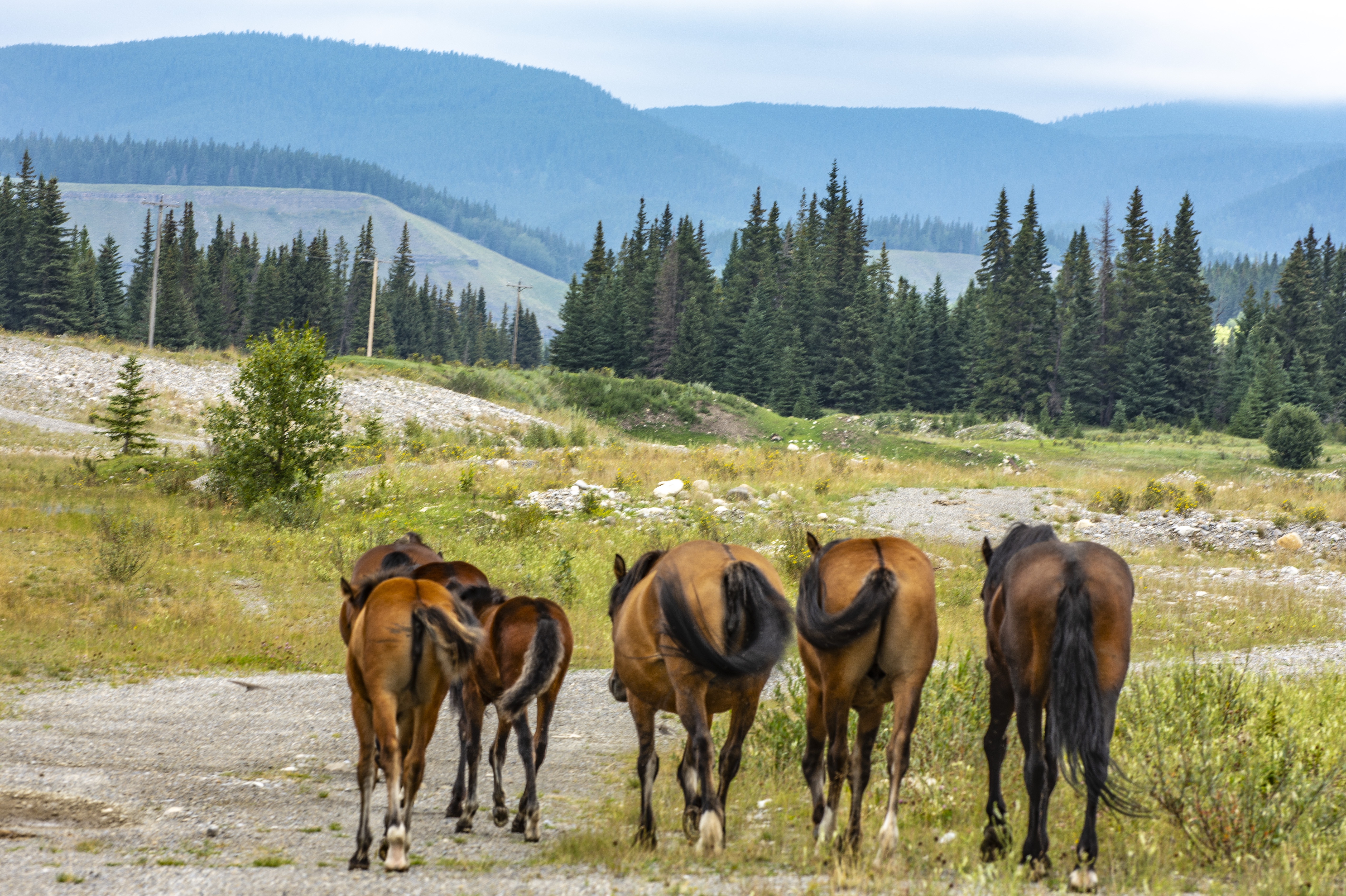 Wild horses in Wild Horse Provincial Park