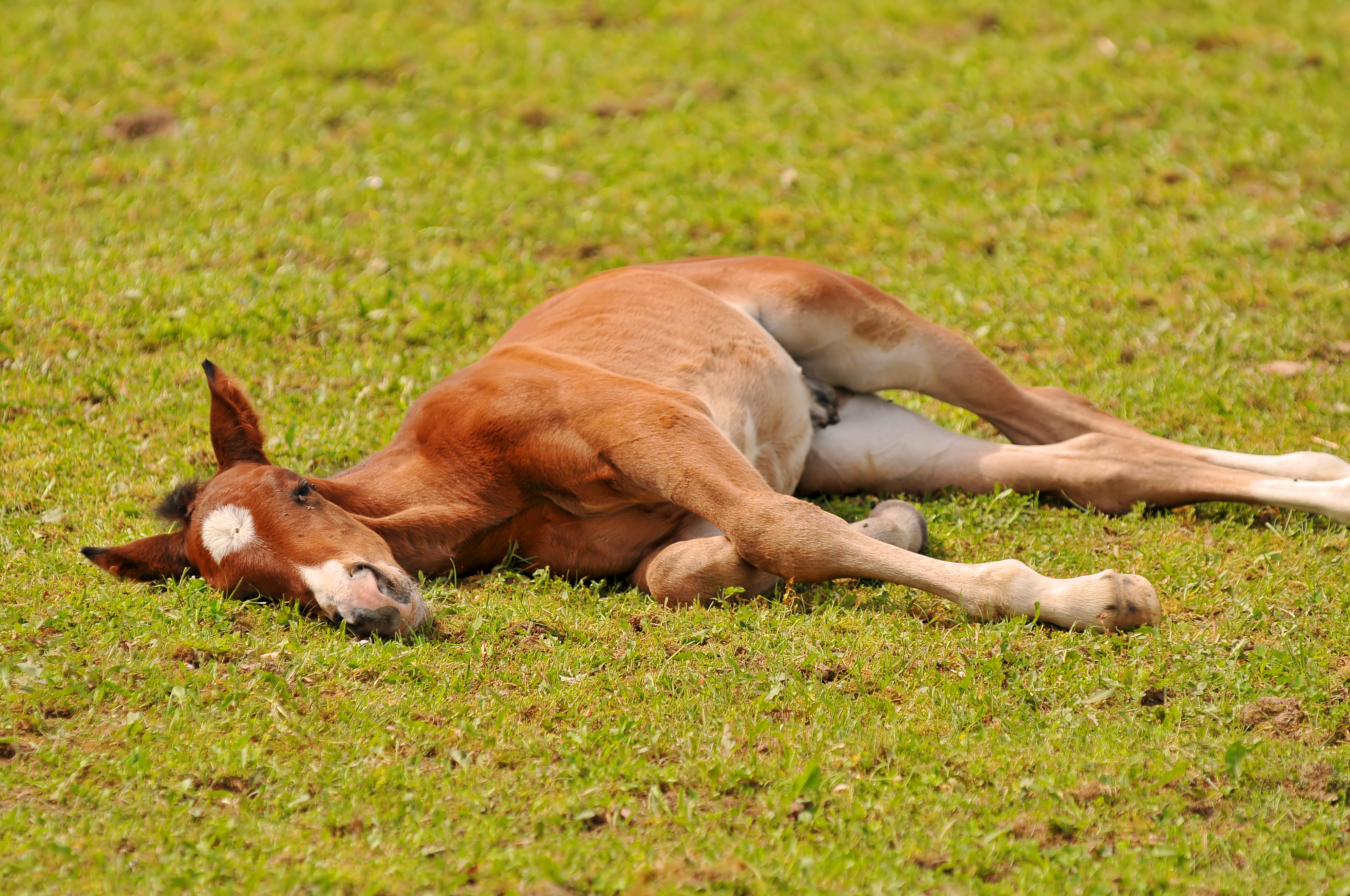 Tired Foal