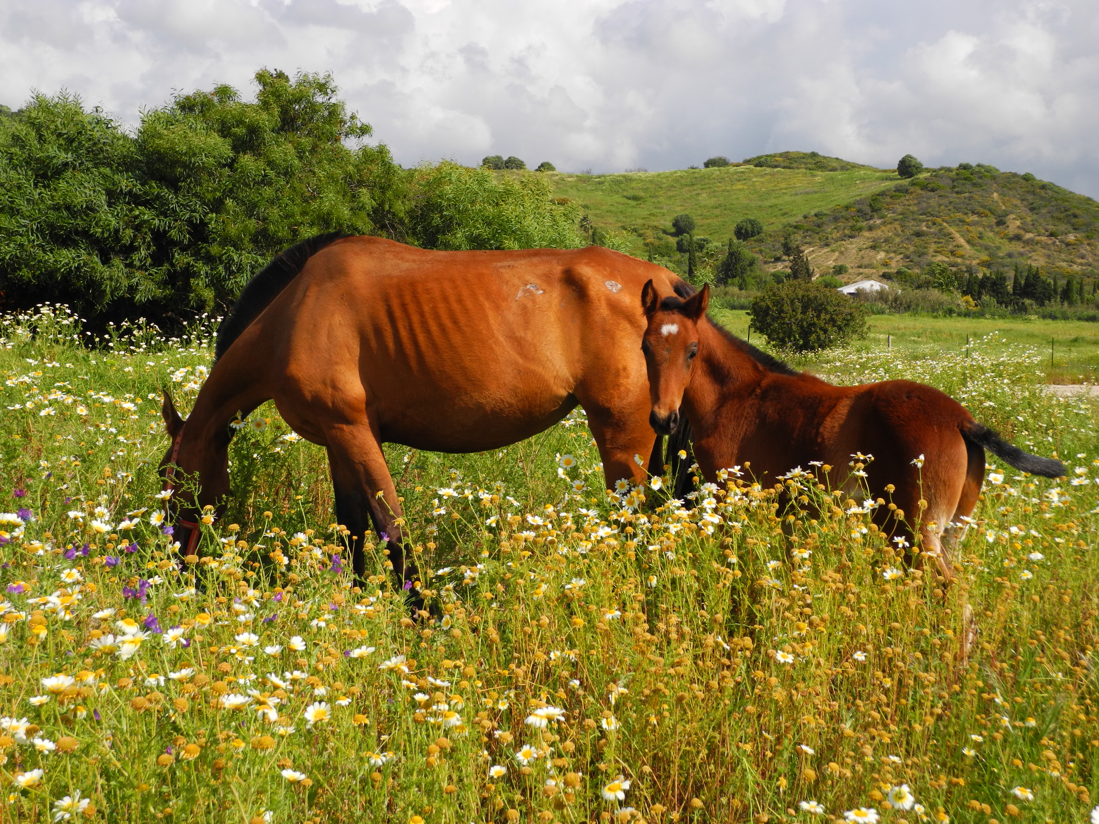 Foal
