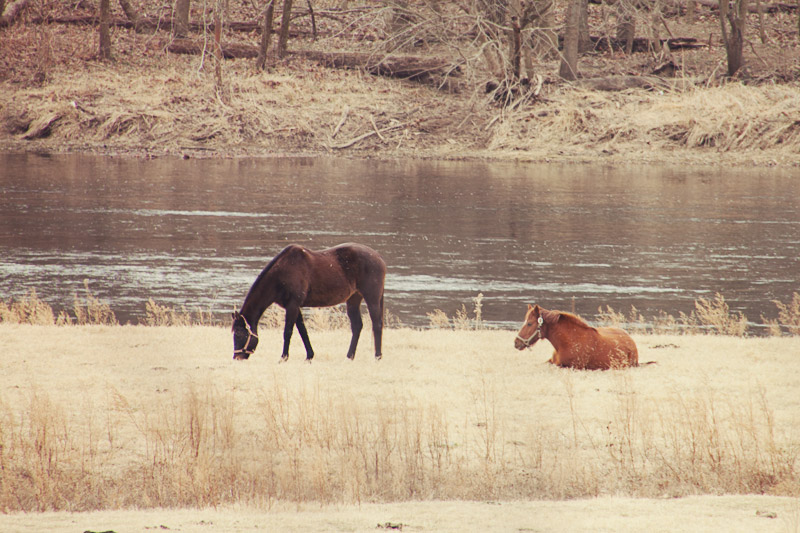 Sleeping horse
