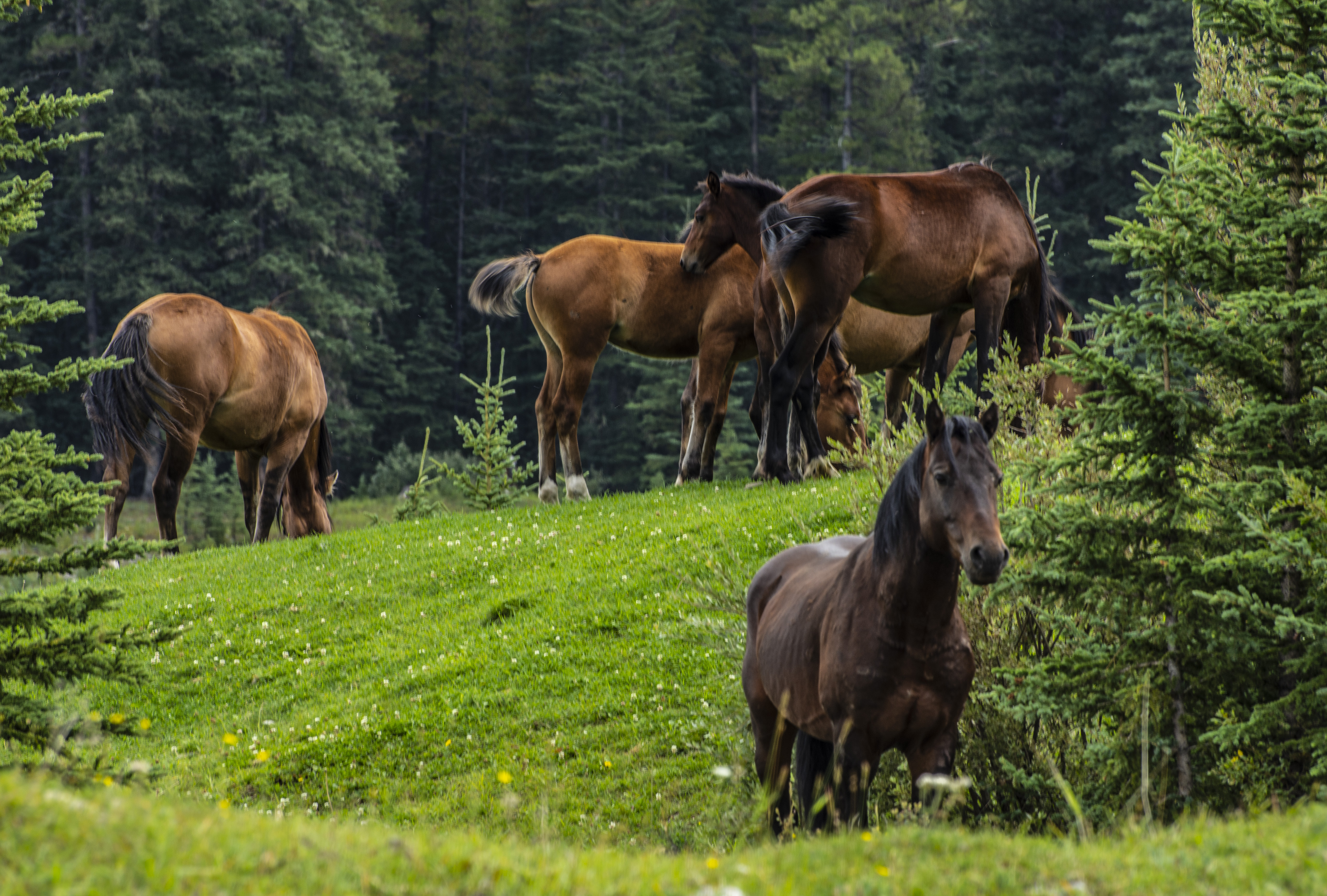 Wild horses in Wild Horse Provincial Park