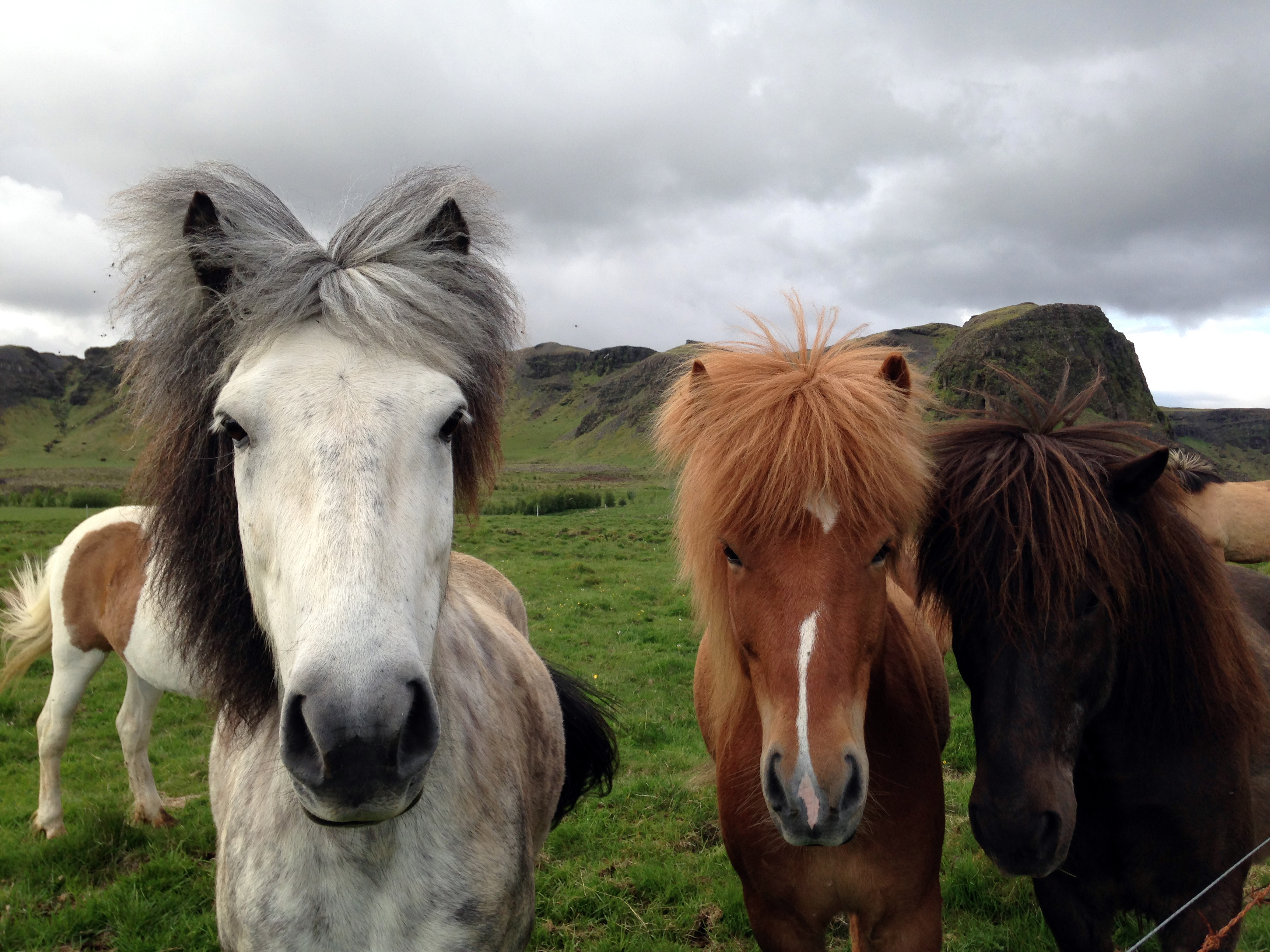 Icelandic Horses