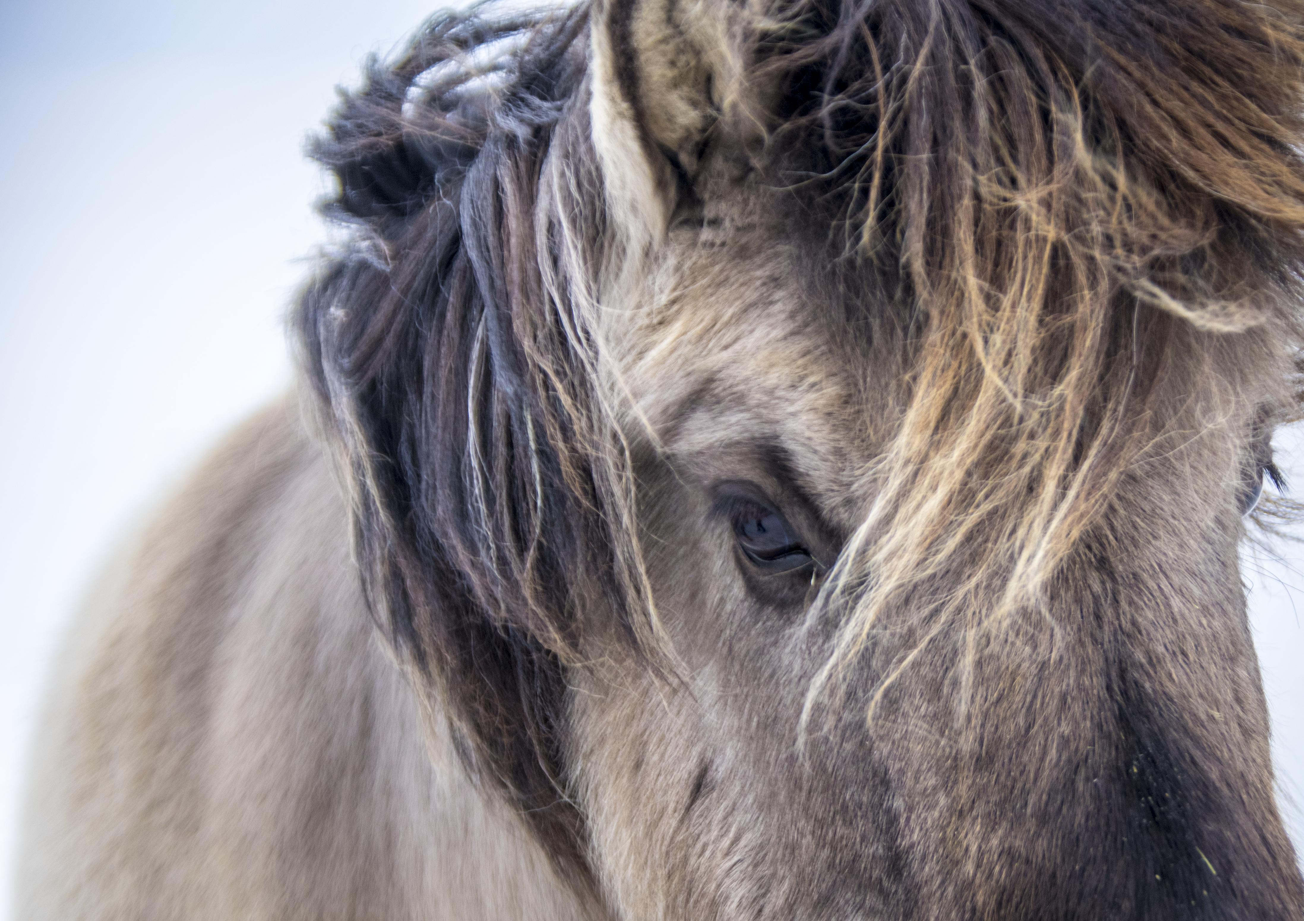 Cool haircut on an Icelandic horse