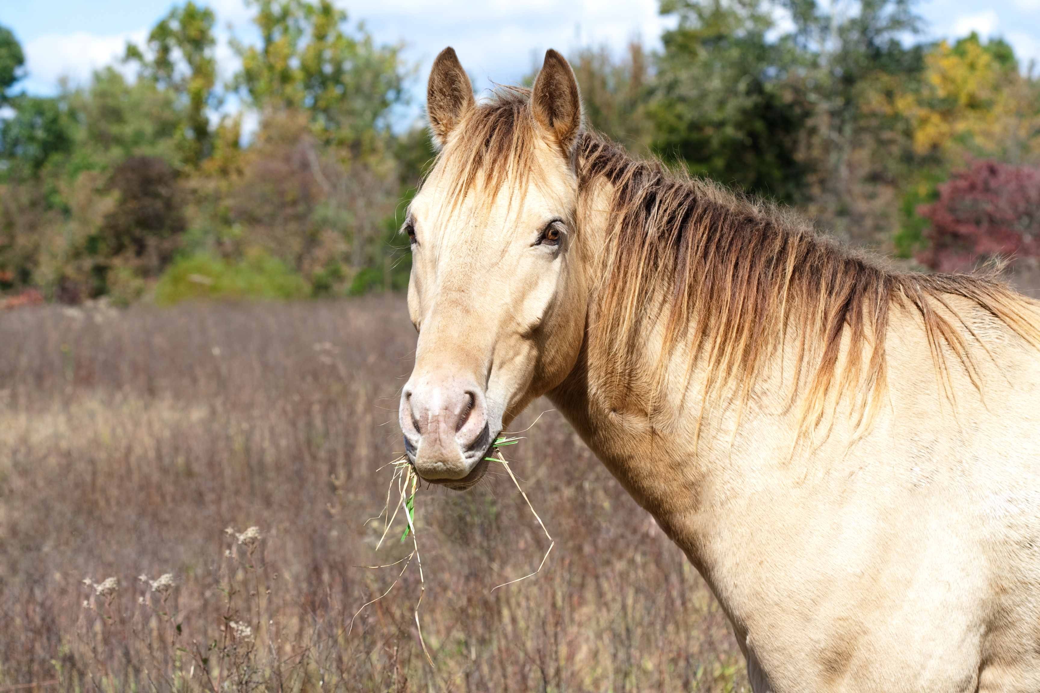 Horse with character chewing grass