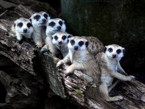 meerkat