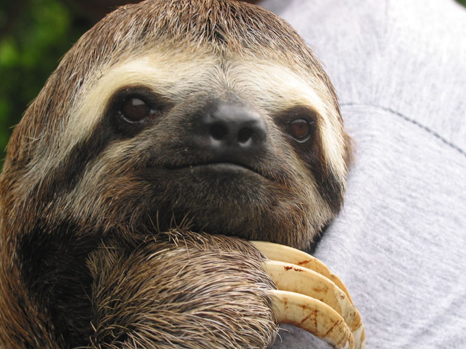 Sloth in the Amazon