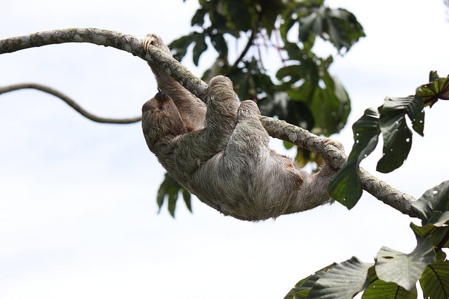 Maned Sloth