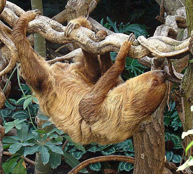 Linnaeus two-toed sloth at the london zoo'