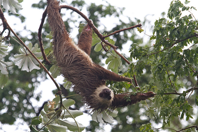 Linnaeus two-toed sloth at the london zoo'