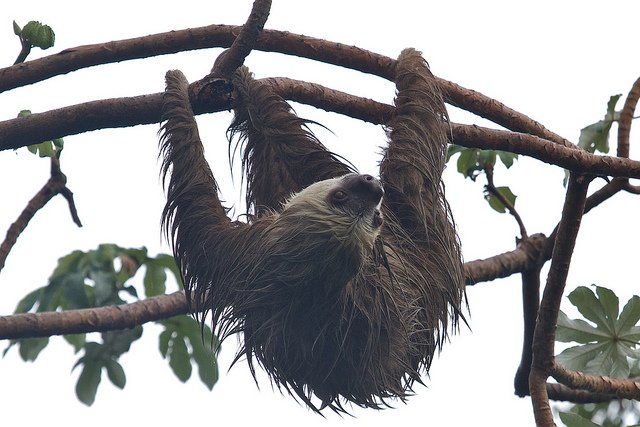 Linnaeus two-toed sloth at the london zoo'
