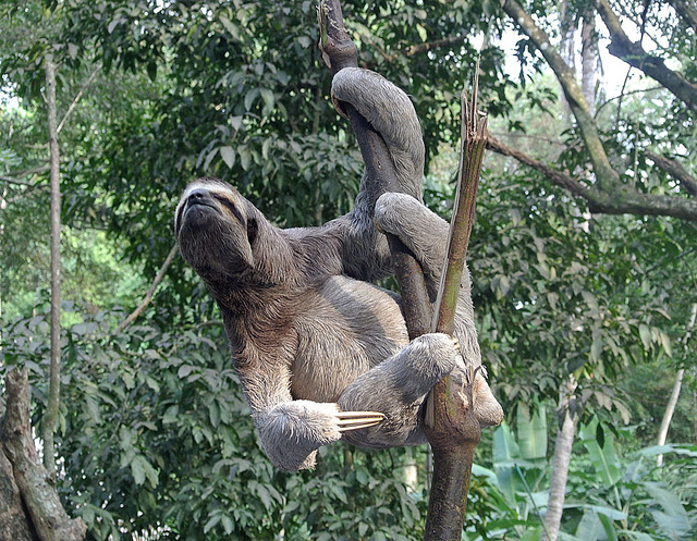 Bradypus variegatus, the Brown-throated Three-Toed Sloth